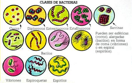 Microbiología Veterinaria I - II